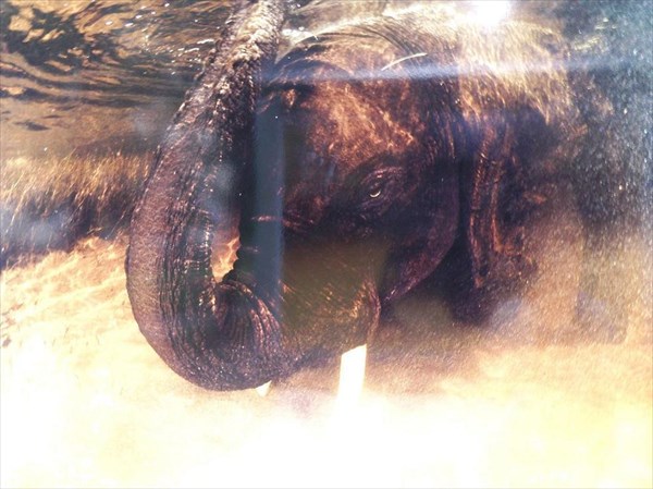 028-Купание африканского слона - мягким песком пустыни Калахари 